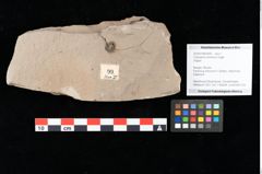 Foto (Detailansicht) von Cystoseira communis Unger (NHMW-GEO-2024-0188-0099)
